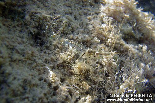 Gamberetto (Palaemon elegans)
