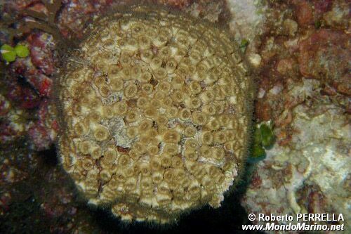 Madrepora pagnotta (Cladocora caespitosa)