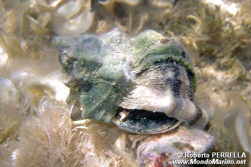Murice troncato (Hexaplex trunculus)