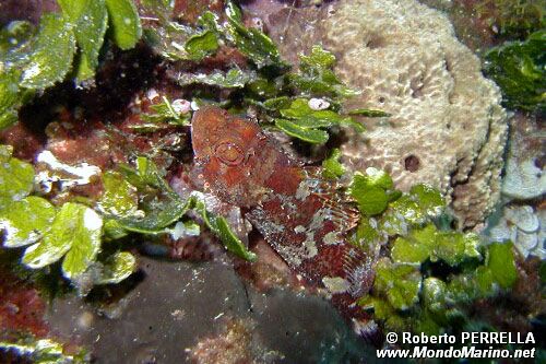 Scorfano nero (Scorpaena porcus)