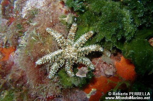 Stella marina spinosa minore (Coscinasterias tenuispina)