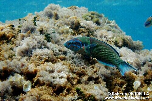 Donzella pavonina (Thalassoma pavo)