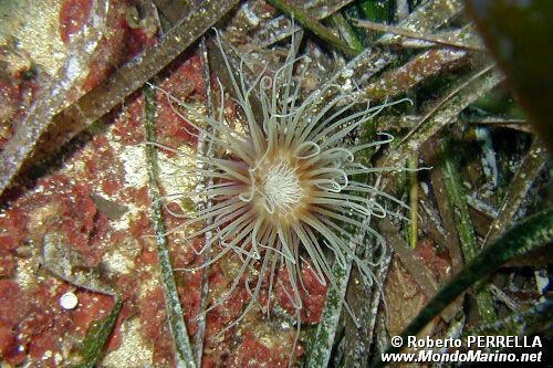 Cerianto (Cerianthus membranaceus)