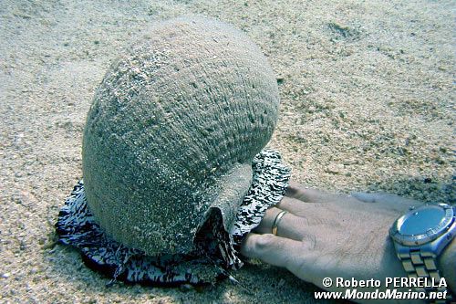 Mollusco gasteropode (Tonna galea)