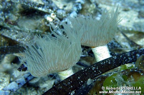 Verme dal ciuffo bianco (Protula tubularia)