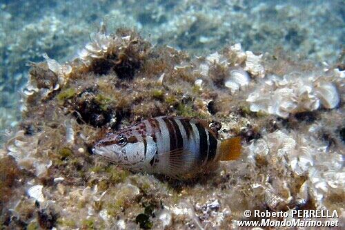 Sciarrano (Serranus scriba)