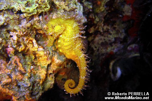 Cavalluccio marino (Hippocampus guttulatus)