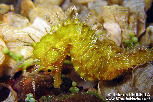 Cavalluccio marino (Hippocampus guttulatus)