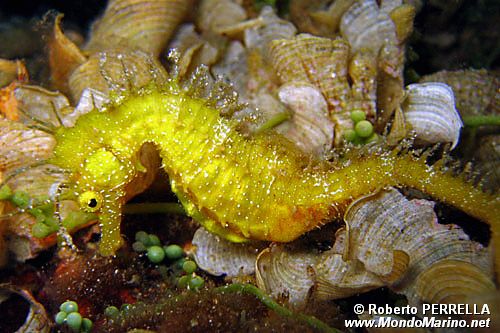 Cavalluccio marino (Hippocampus guttulatus)