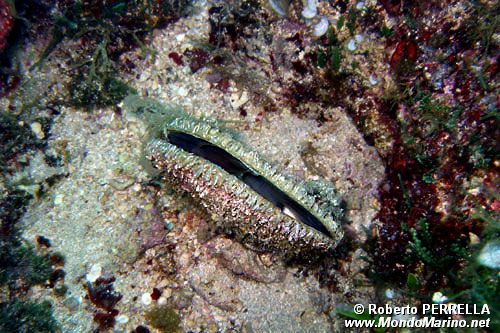 Pinna comune (Pinna nobilis)