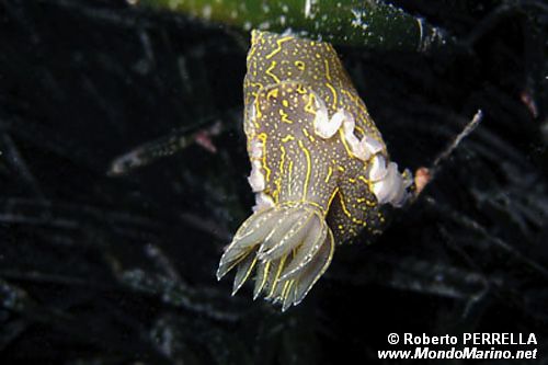 Doride dipinto (Hypselodoris picta)