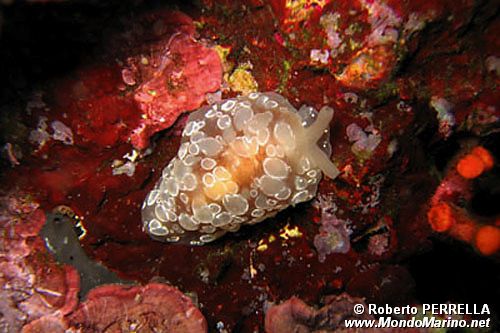 Bertella ocellata (Berthella ocellata)