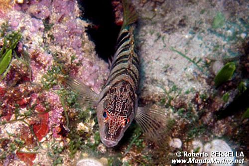 Sciarrano (Serranus scriba)