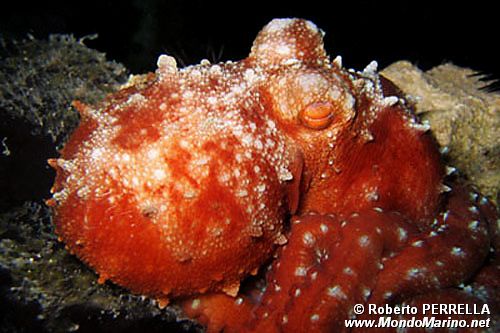 Polpessa (Octopus macropus)