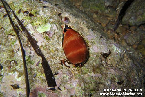 Ciprea (Luria lurida)