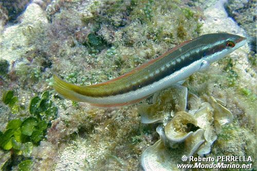 Donzella (Coris julis)