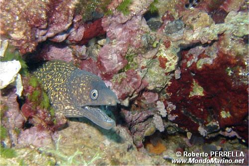 Murena (Muraena helena)