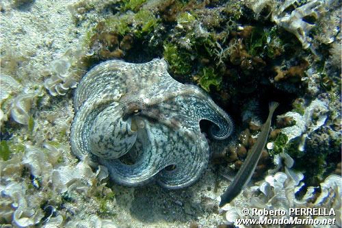 Polpo comune (Octopus vulgaris)
