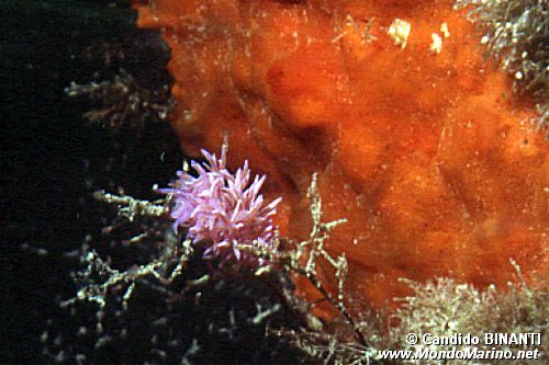 Flabellina rosa (Flabellina affinis)