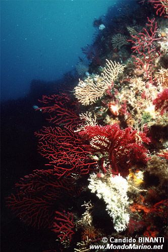 Gorgonia rossa (Paramuricea clavata)