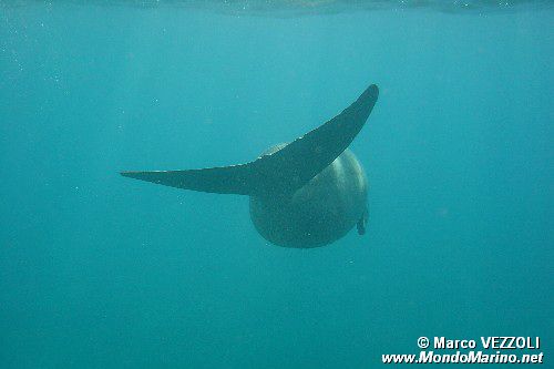 Dugongo (Dugong dugong)