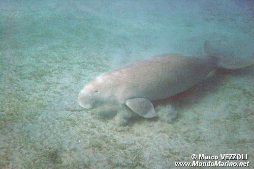 Dugongo (Dugong dugong)