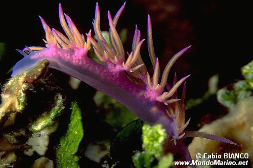 Flabellina rosa (Flabellina affinis)