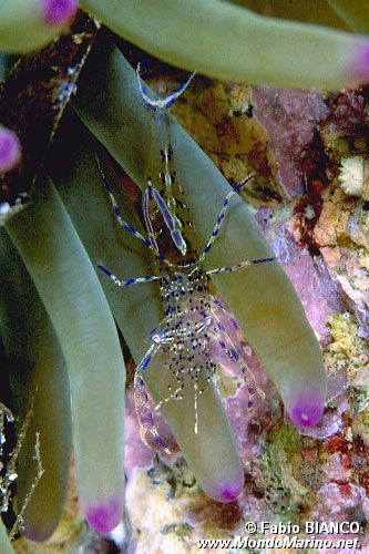 Gambero dell'attinia (Periclimenes amethysteus)