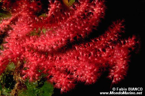 Gorgonia rossa (Paramuricea clavata)