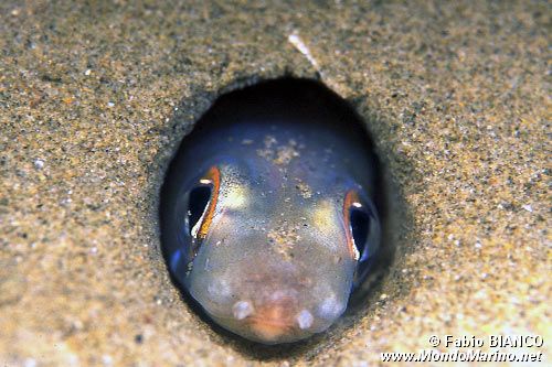 Grongo nasuto (Gnathophis mystax)