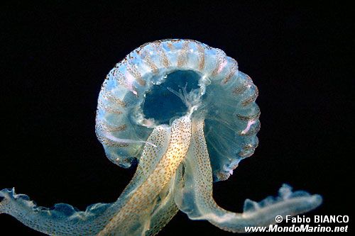 Medusa luminosa (Pelagia noctiluca)