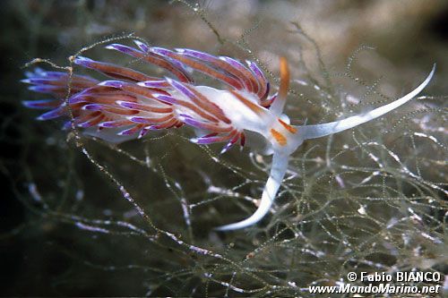 Cratena (Cratena peregrina)