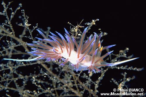 Cratena (Cratena peregrina)