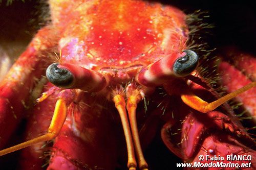 Paguro (Dardanus calidus)