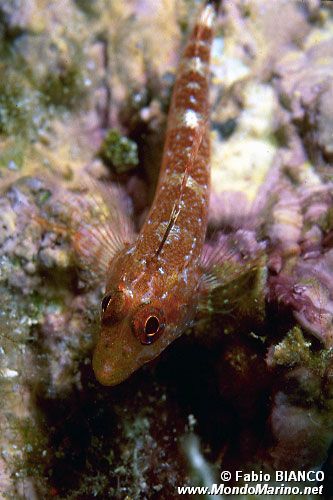Peperoncino giallo (Tripterygion delaisi)