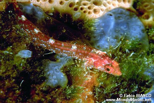 Peperoncino giallo (Tripterygion delaisi)