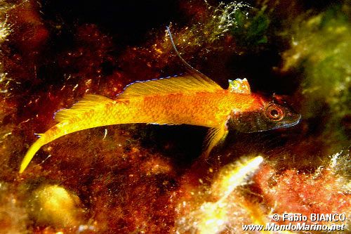 Peperoncino giallo (Tripterygion delaisi)