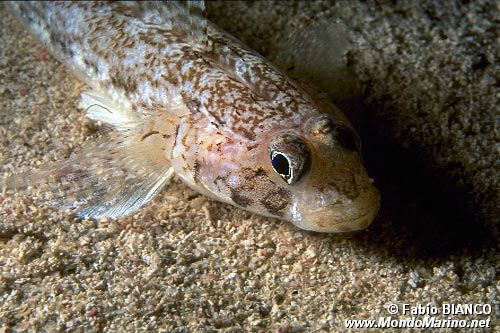 Ghiozzo geniporo (Gobius geniporus)