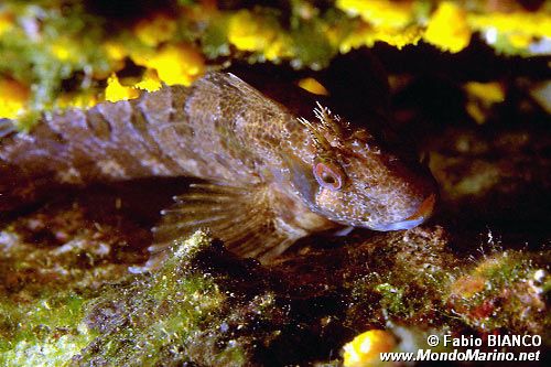 Bavosa ruggine (Parablennius gattorugine)