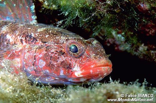 Ghiozzo boccarossa (Gobius cruentatus)