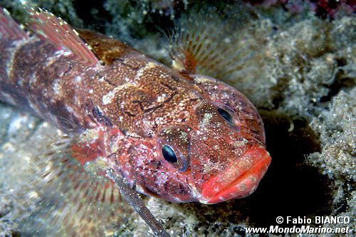 Ghiozzo boccarossa (Gobius cruentatus)