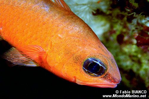 Re di triglie (Apogon imberbis)