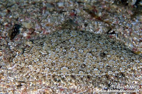 Rombo di rena (Bothus podas)