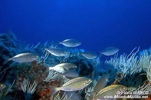 Salpa (Sarpa salpa)