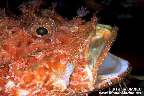 Scorfano rosso (Scorpaena scrofa)