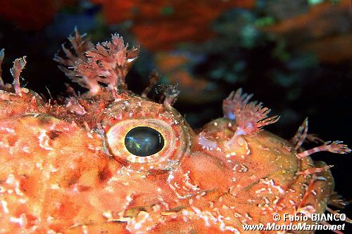 Scorfano rosso (Scorpaena scrofa)