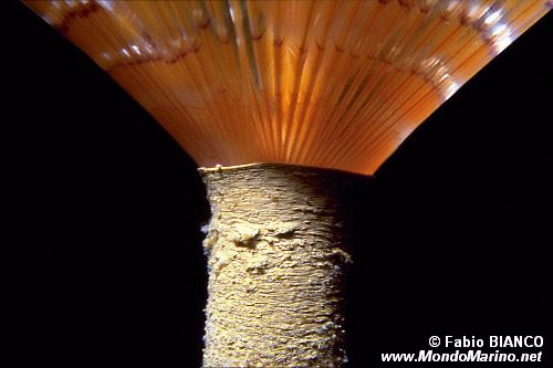 Spirografo (Sabella spallanzanii)