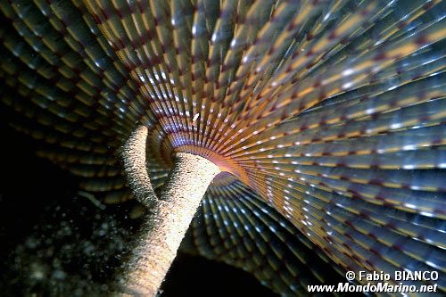 Spirografo (Sabella spallanzanii)