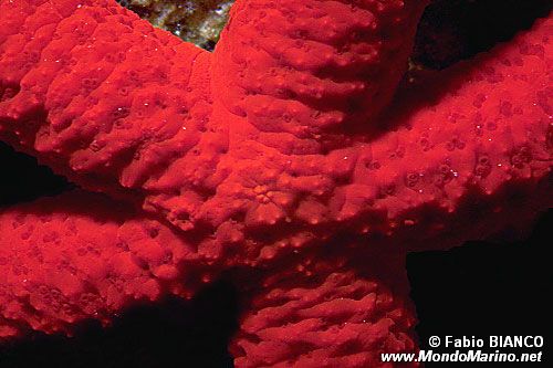 Stella rossa (Echinaster sepositus)