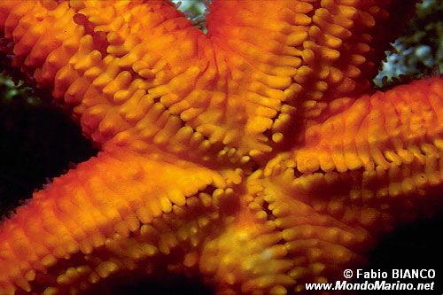 Stella rossa (Echinaster sepositus)